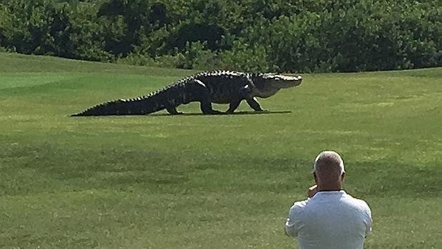 cocodrilo paseando por campo de golf en Florida