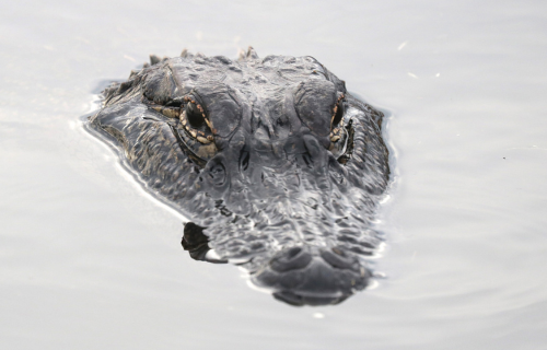 Alligator en el agua en Florida Central